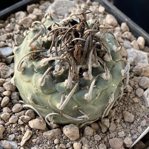 Turbinicarpus Polaskii Cactus
